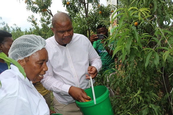 MEC FOR AGRICULTURE AND RURAL DEVELOPMENT, THABO MOKONE LAUNCH HARVESTING SEASON