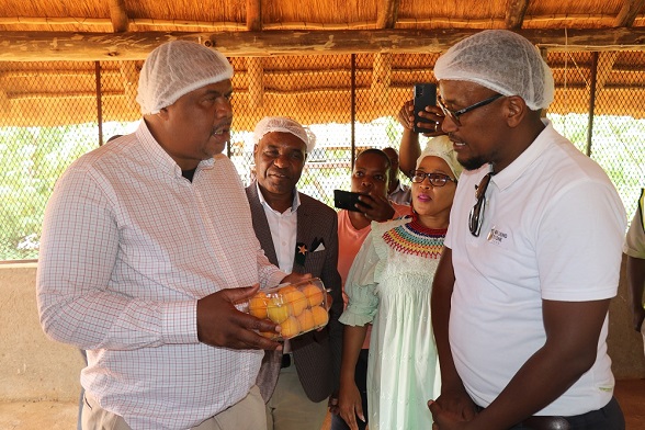 MEC FOR AGRICULTURE AND RURAL DEVELOPMENT, THABO MOKONE LAUNCH HARVESTING SEASON