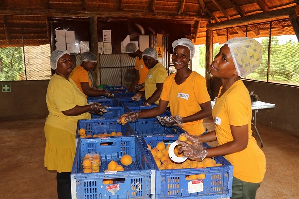 MEC FOR AGRICULTURE AND RURAL DEVELOPMENT, THABO MOKONE LAUNCH HARVESTING SEASON