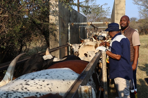 MEC MAKAMU VACCINATES 700 CATTLE IN ZEBEDIELA TO FIGHT THE FOOT AND MOUTH DISEASE