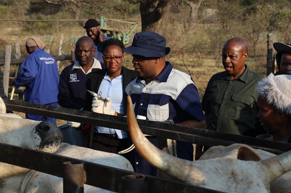 MEC MAKAMU VACCINATES 700 CATTLE IN ZEBEDIELA TO FIGHT THE FOOT AND MOUTH DISEASE