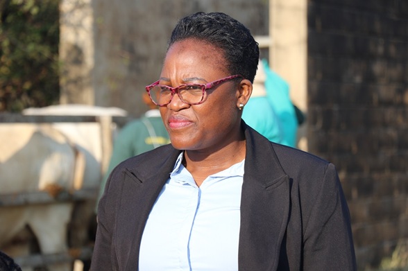 MEC MAKAMU VACCINATES 700 CATTLE IN ZEBEDIELA TO FIGHT THE FOOT AND MOUTH DISEASE